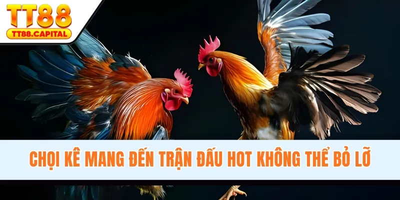 Chọi kê mang đến trận đấu hot không thể bỏ lỡ